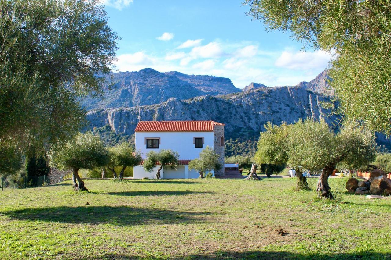 Cedro Alto Benaoján