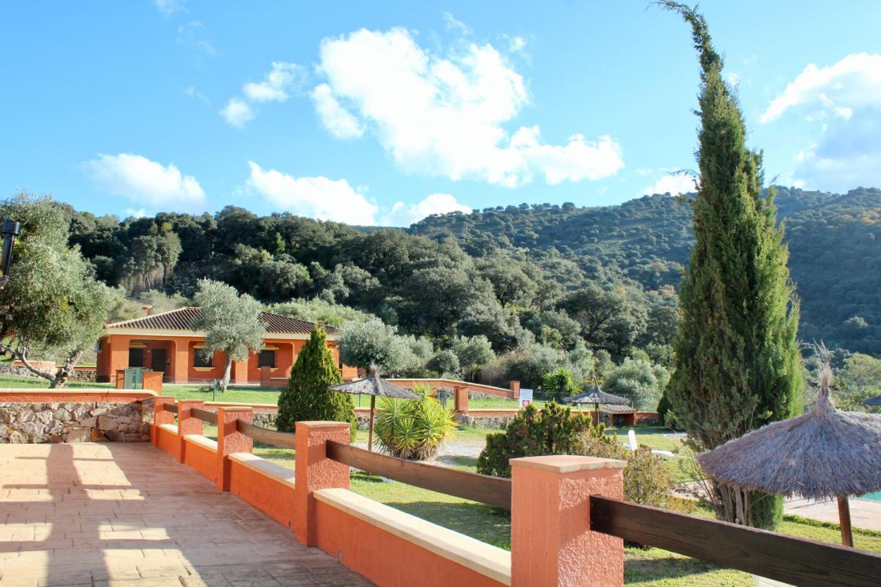 Cedro Alto Benaoján