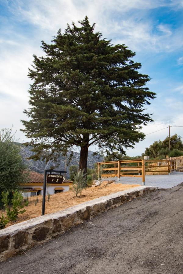 Cedro Alto Benaoján