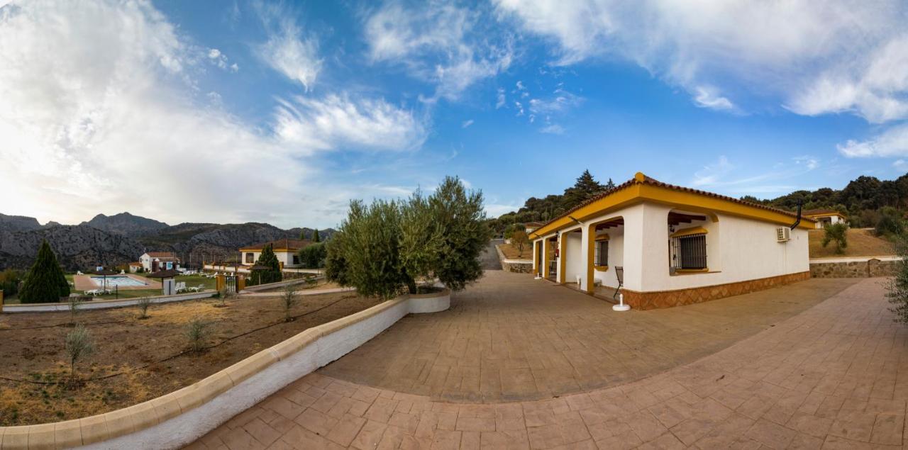 Cedro Alto Benaoján