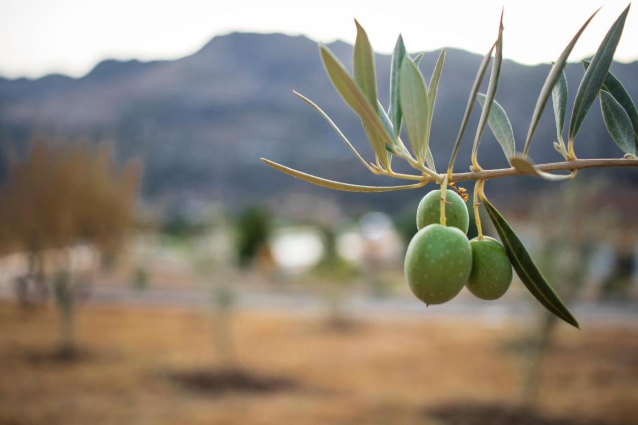 Cedro Alto *