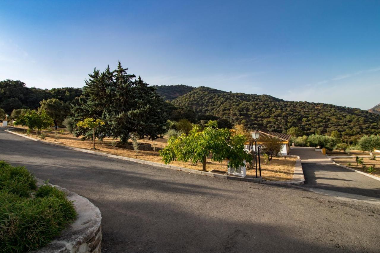 Cedro Alto